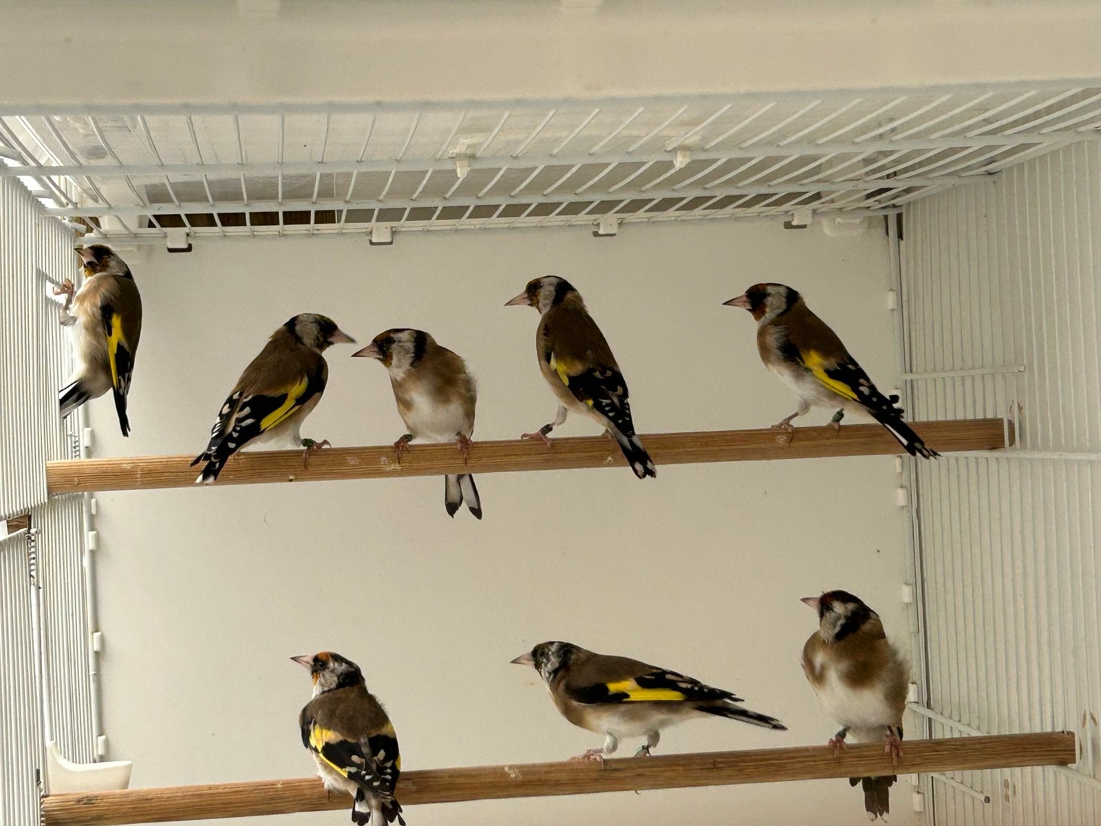 Mooie koppels kleine raszuivere parva putters kweek 2026, Meerdere dieren, Wildzangvogel, Geringd