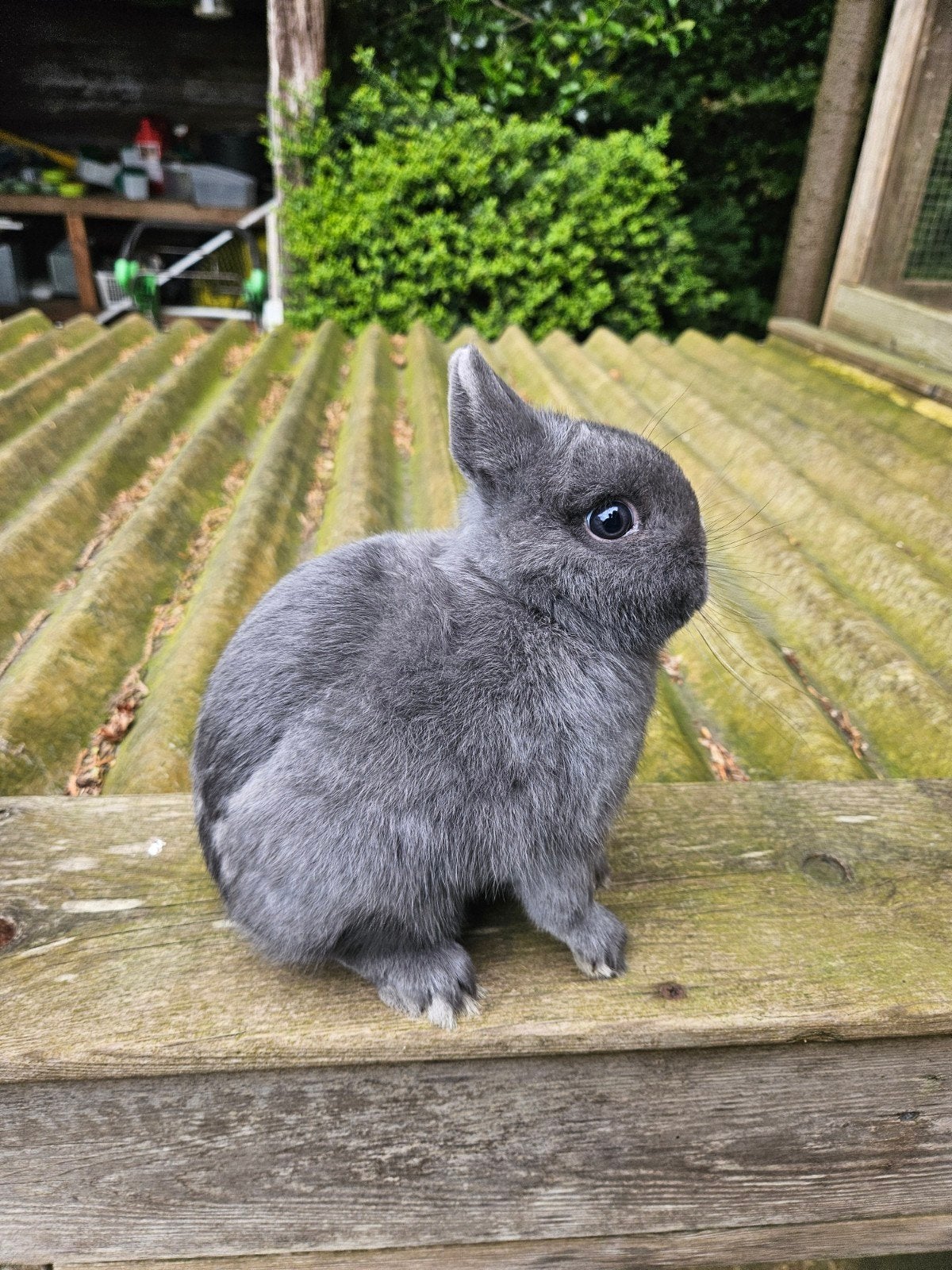 Kleurdwerg blauw, Dieren en Toebehoren, Konijnen, Mannelijk, Dwerg