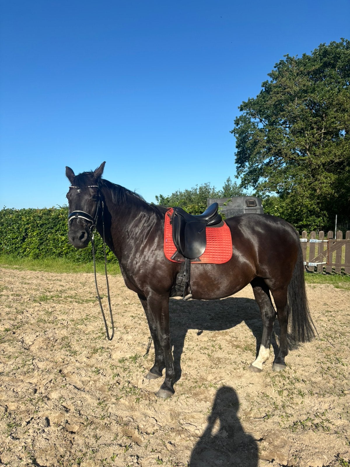 Allround merrie te koop, Merrie, Recreatiepaard, 11 jaar of ouder