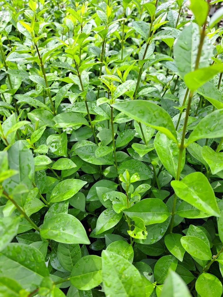 Liguster groenblijvende haag 90-100 cm hoog, Tuin en Terras, Planten | Struiken en Hagen, Ophalen of Verzenden, Liguster, Haag