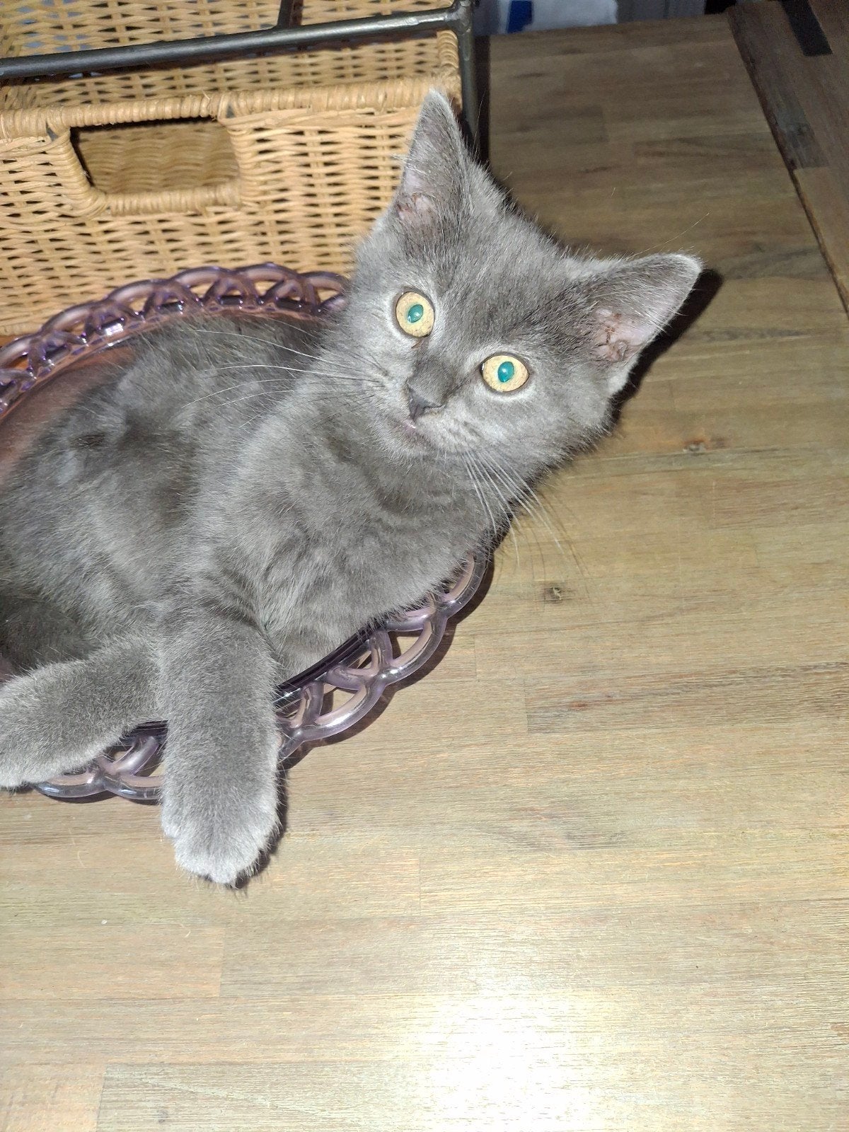 Een hele lieve Maine coon kruising Brits korthaar kittentje, Dieren en Toebehoren, Kater, Langharig, 0 tot 2 jaar