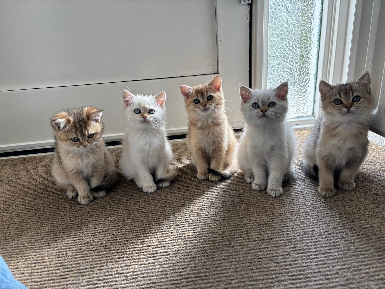 Britse korthaar kittens - Orange black tabby & Golden Blue, Meerdere dieren, Ontwormd, 0 tot 2 jaar