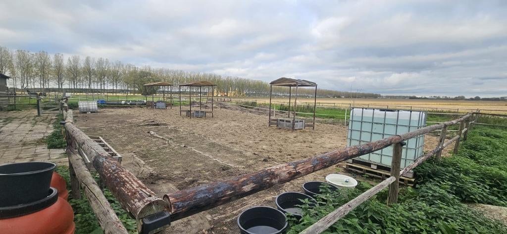 24/7 buitenplek met schuilstal, Weidegang, 1 paard of pony