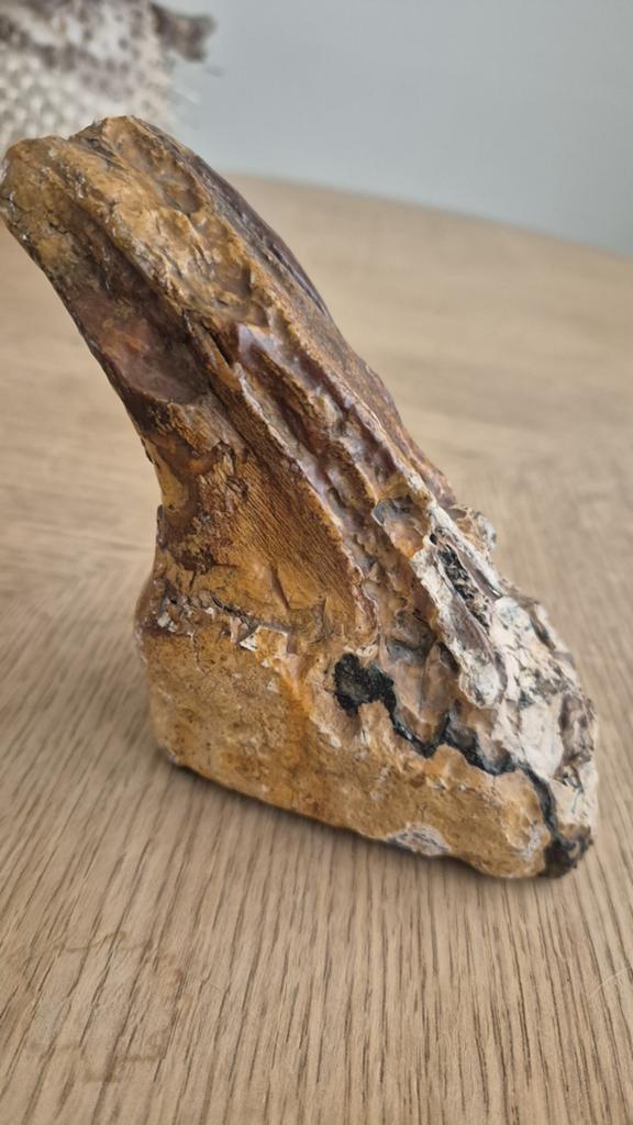 Mammoet tand/kies, Ophalen of Verzenden, Fossiel
