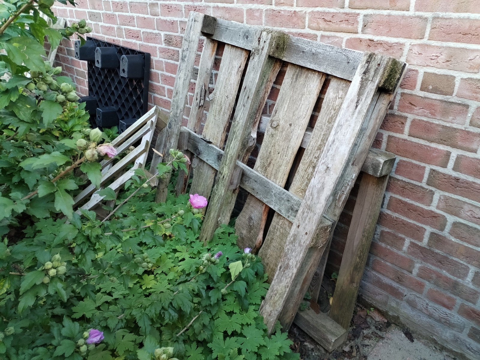 Gratis oude pallets - ideaal voor brandhout, Ophalen, Gebruikt, Overige typen