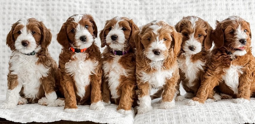 Gezocht Tuxedo Pup, Dieren en Toebehoren, Rabiës (hondsdolheid), 8 tot 15 weken, Teef, Eén hond