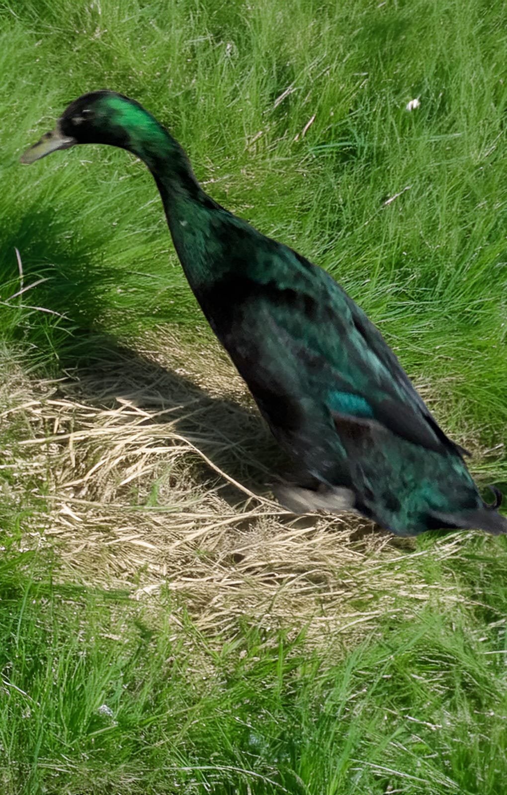 Broedeieren van de Indische loopeend / fleseend, Dieren en Toebehoren, Pluimvee, Geslacht onbekend, Eend