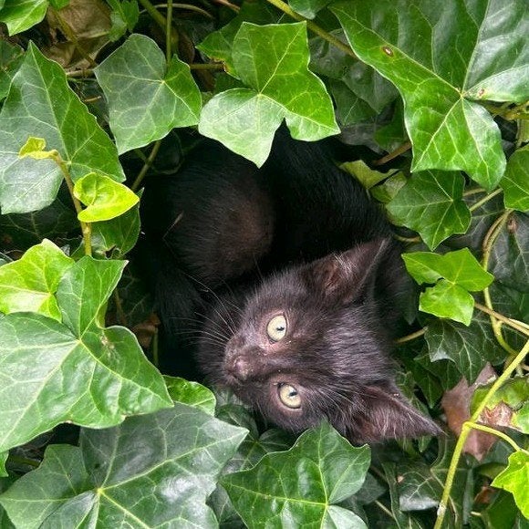 Lieve kittens zoeken hun goude mandje ❤️, Dieren en Toebehoren, Katten en Kittens | Overige Katten, Meerdere dieren, Kortharig