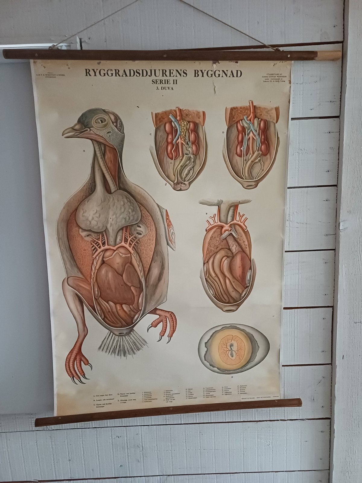 Zweedse Schoolplaat Duif (Gustaf Wennman 1865-1947), Ophalen of Verzenden, Natuur en Biologie