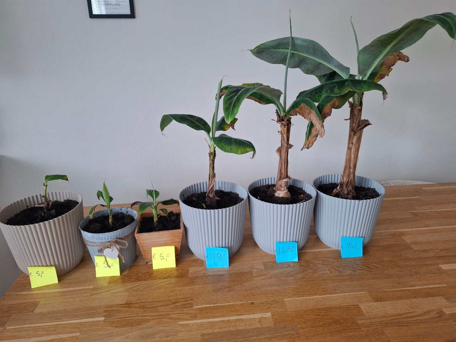 Bananenplanten met pot, Ophalen, Overige soorten, Halfschaduw, In pot