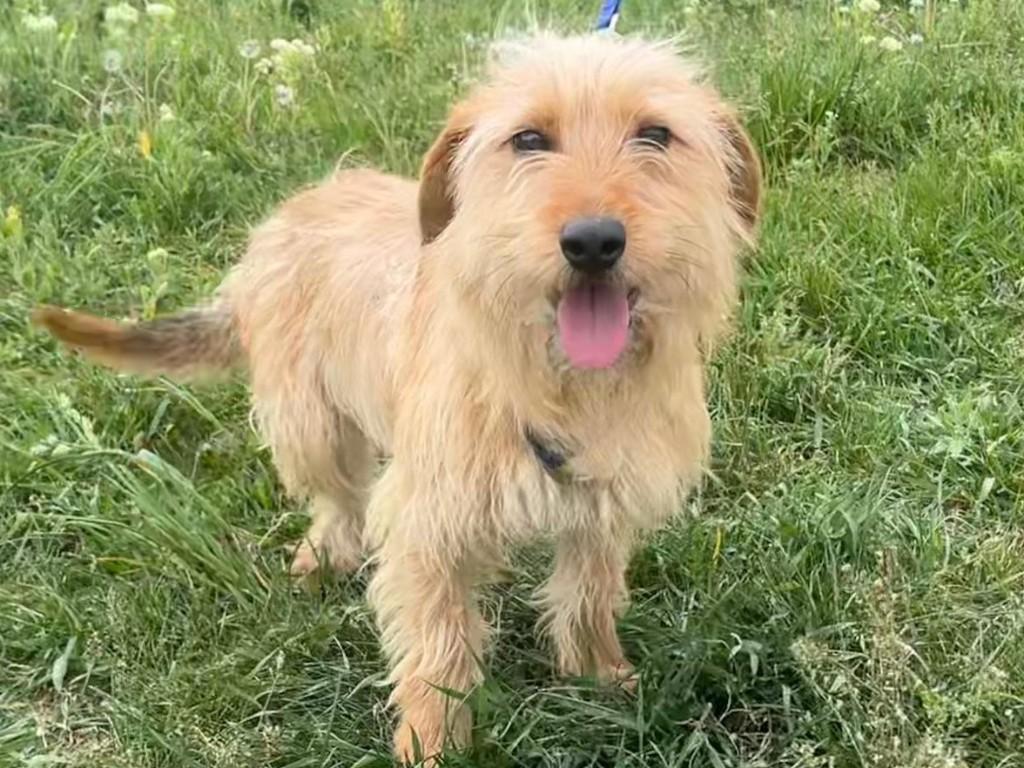 Ariel, een lieve, vrolijke kleine dame, Dieren en Toebehoren, Honden | Niet-rashonden, Particulier, 1 tot 2 jaar, Buitenland, Teef