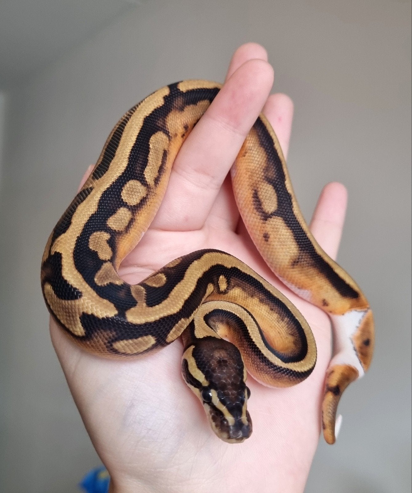 0.1 piebald (blackhead?) het lavender albino, Slang, 0 tot 2 jaar