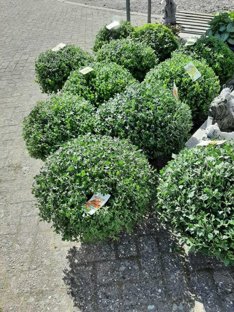 ze zijn er weer bolchrysanten, Tuin en Terras, Ophalen, Overige soorten, Halfschaduw