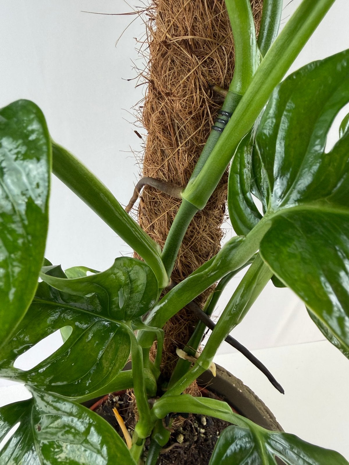 Monstera Esqueleto, Huis en Inrichting, Kamerplanten, Overige soorten, In pot, Minder dan 100 cm, Groene kamerplant