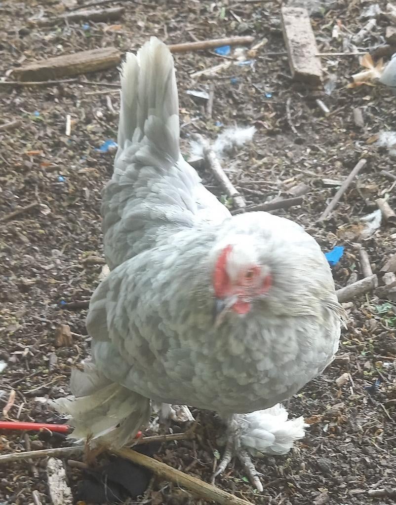 sabelpoot kriel 3 hennen, div, kleuren, Dieren en Toebehoren, Vrouwelijk, Kip