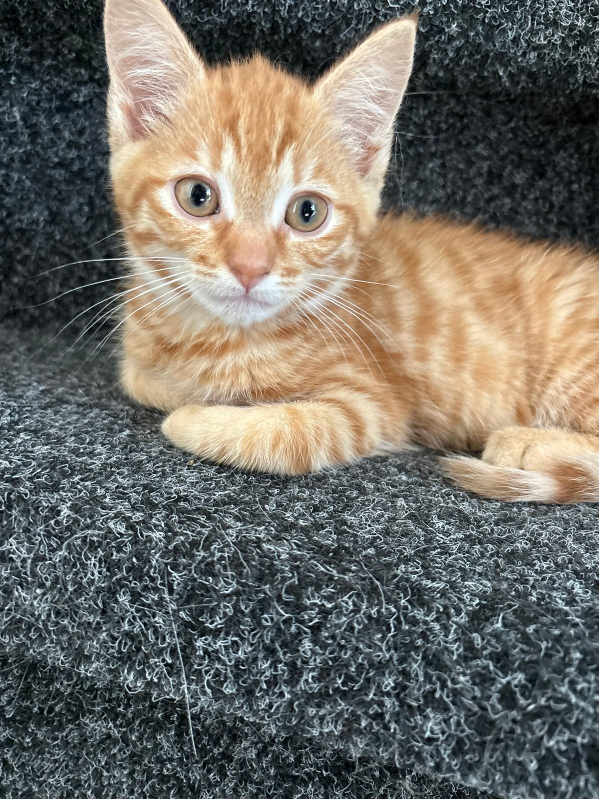 Lieve Rode kitten, Kater
