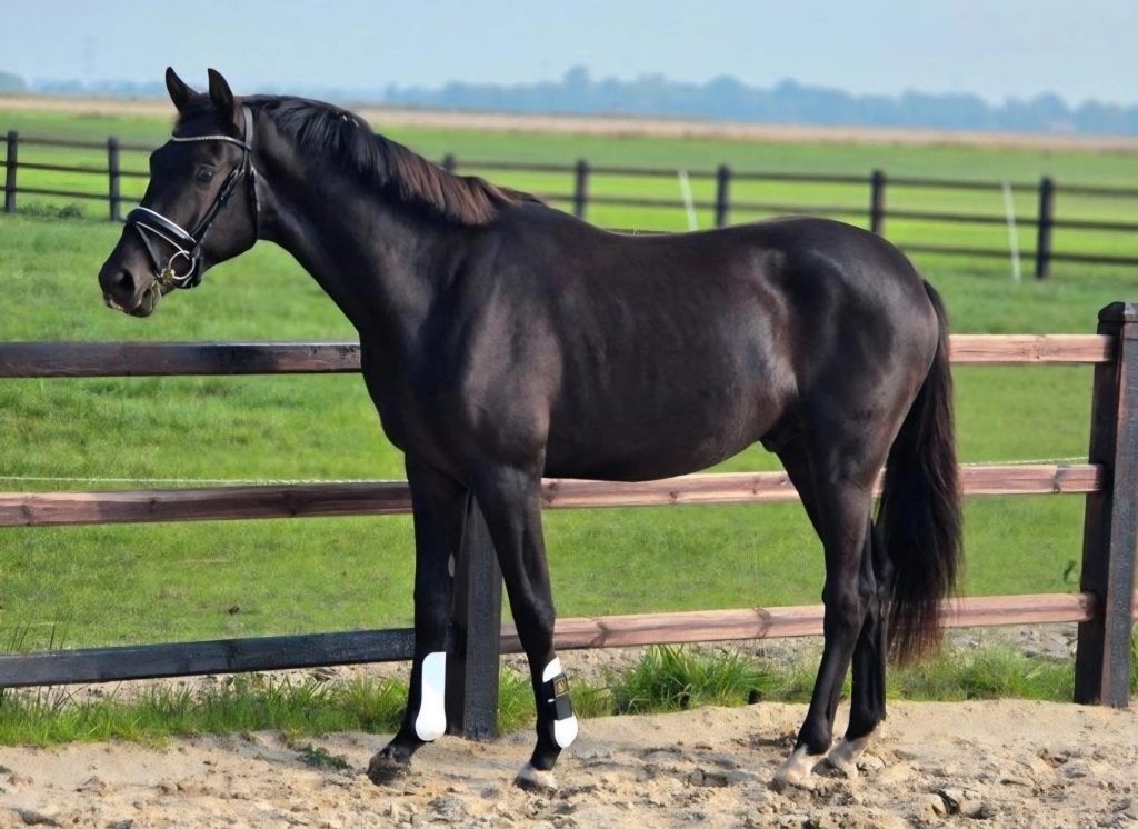 Knappe 3 jarige dressuur ruin, Dieren en Toebehoren, Ruin, Dressuurpaard, Zadelmak, 3 tot 6 jaar