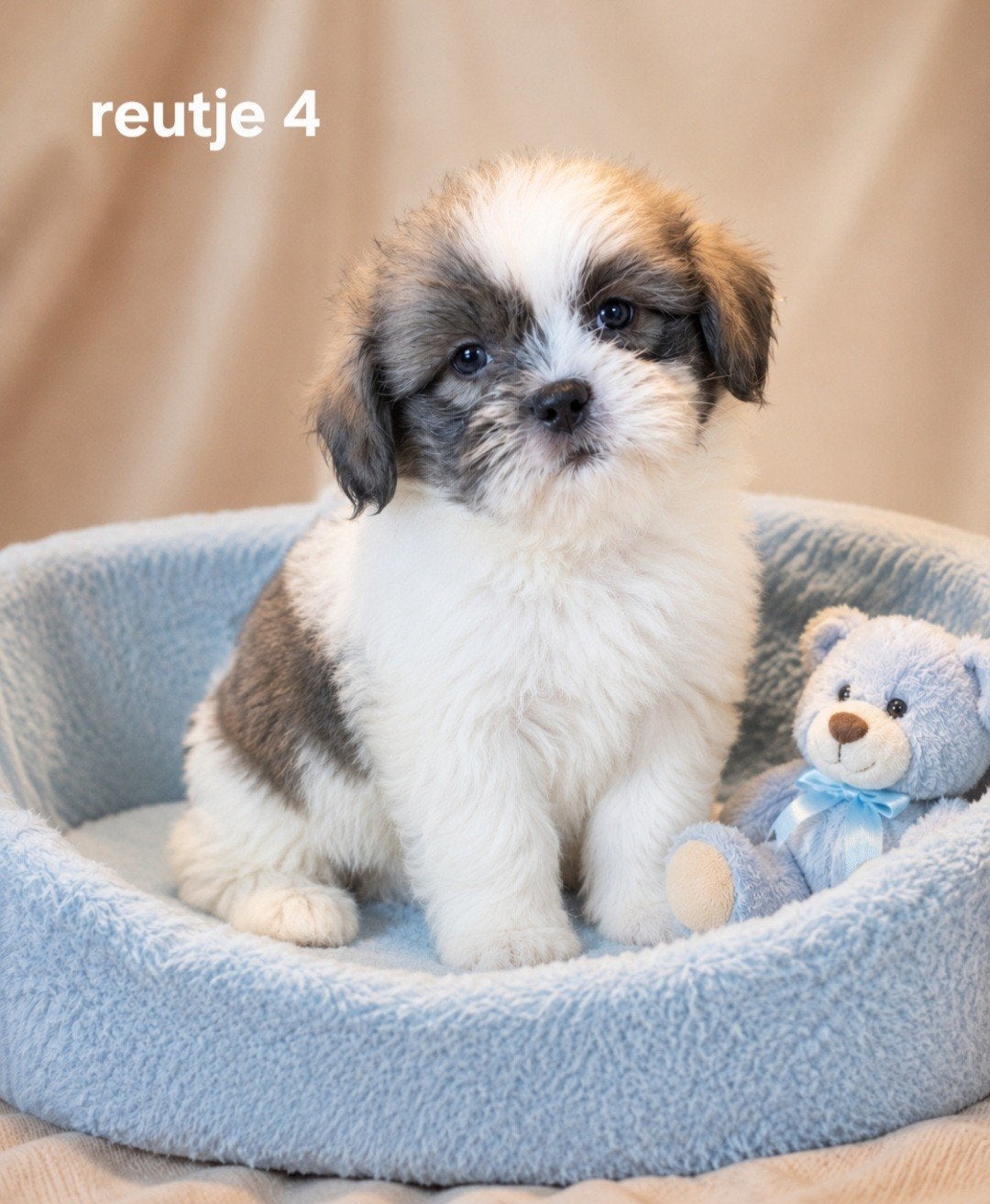 Super mooie boomer pups shih tzu maal maltezer, Parvo, Overige rassen, 8 tot 15 weken, Meerdere