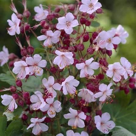 Bodembedekkende wintervaste Geranium 'Spessart' ooievaarsbek, Tuin en Terras, Ophalen, Volle zon
