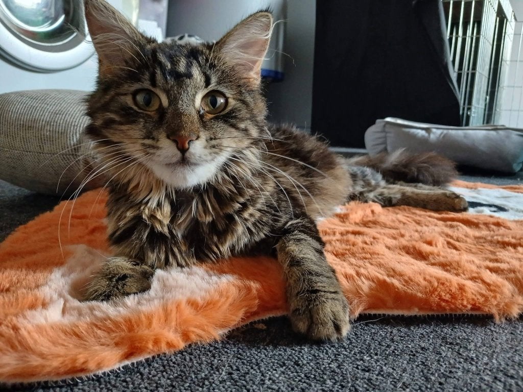 Lieve knappe Mima zoekt liefdevol thuis, Poes, Langharig, 0 tot 2 jaar