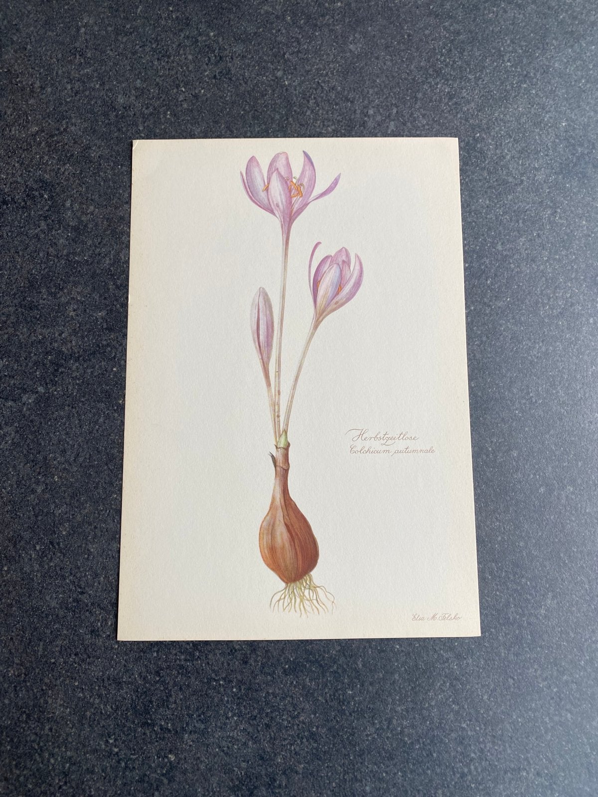 10 prenten bloemen/ planten 16,5x24 cm samen 20 euro, Antiek en Kunst, Ophalen of Verzenden, Natuur en Biologie