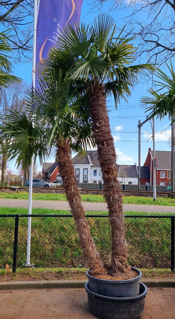 Winterharde Palmbomen: Trachycarpus Fortunei & Wagnerianus, Tuin en Terras, 250 tot 400 cm, Zomer, Palmboom, Ophalen
