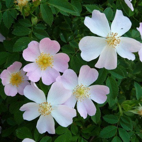Rosa Canina, Hondsroos, Roze, inheems, paardvriendelijk, Ophalen of Verzenden, Overige soorten, Struik, Minder dan 100 cm
