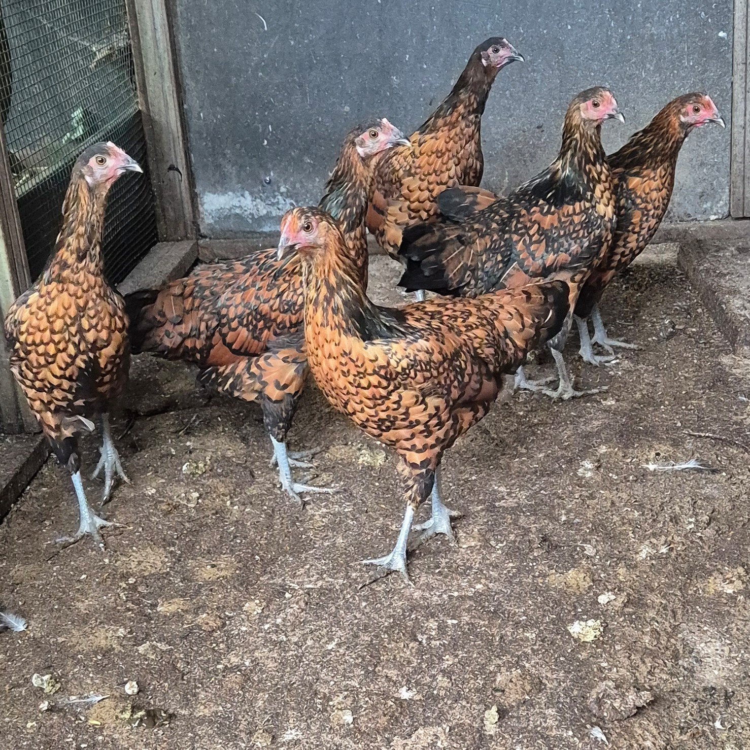 6 mooie jonge hennen, Vrouwelijk, Kip