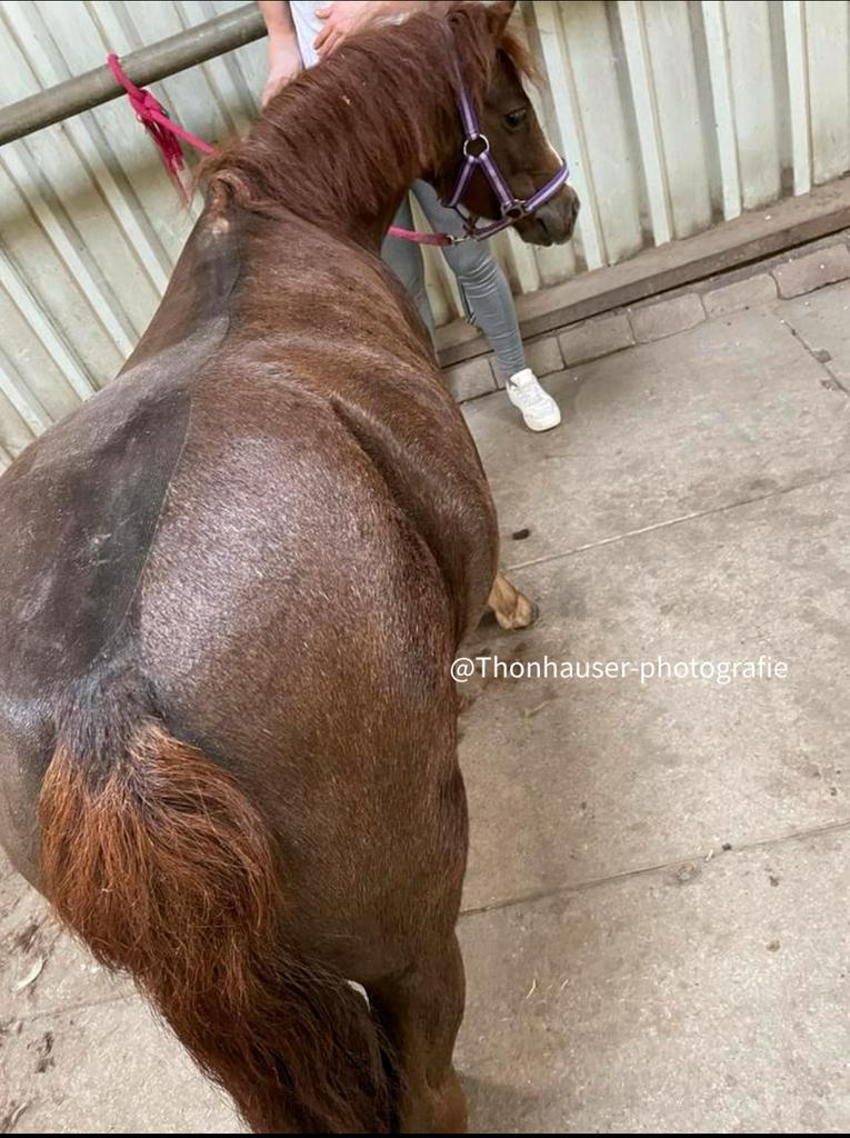 Paard/ pony scheren, Verzorging of Verzorgpony's
