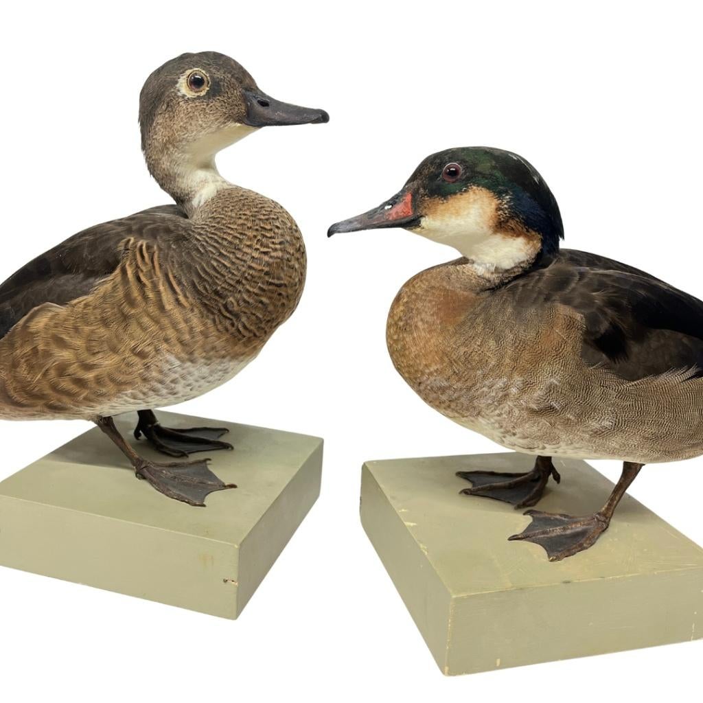 Opgezette antieke eenden, Verzamelen, Dierenverzamelingen, Ophalen, Zo goed als nieuw, Vogel, Opgezet dier