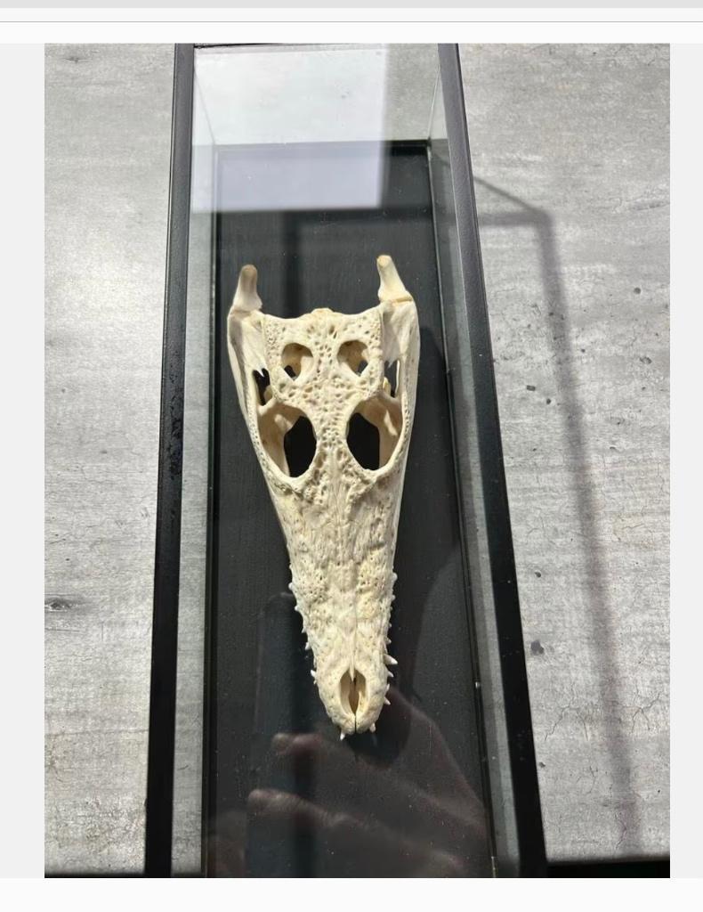 Siamese Krokodil Schedel in Vitrine - CITES aanwezig, Verzamelen, Dierenverzamelingen, Ophalen of Verzenden, Nieuw, Reptiel of Amfibie
