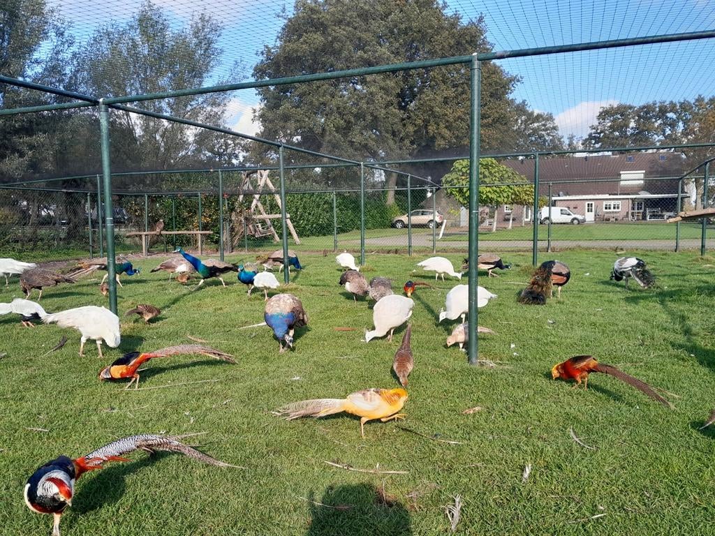 Prachtige pauwen tekoop, Dieren en Toebehoren, Meerdere dieren, Overige soorten