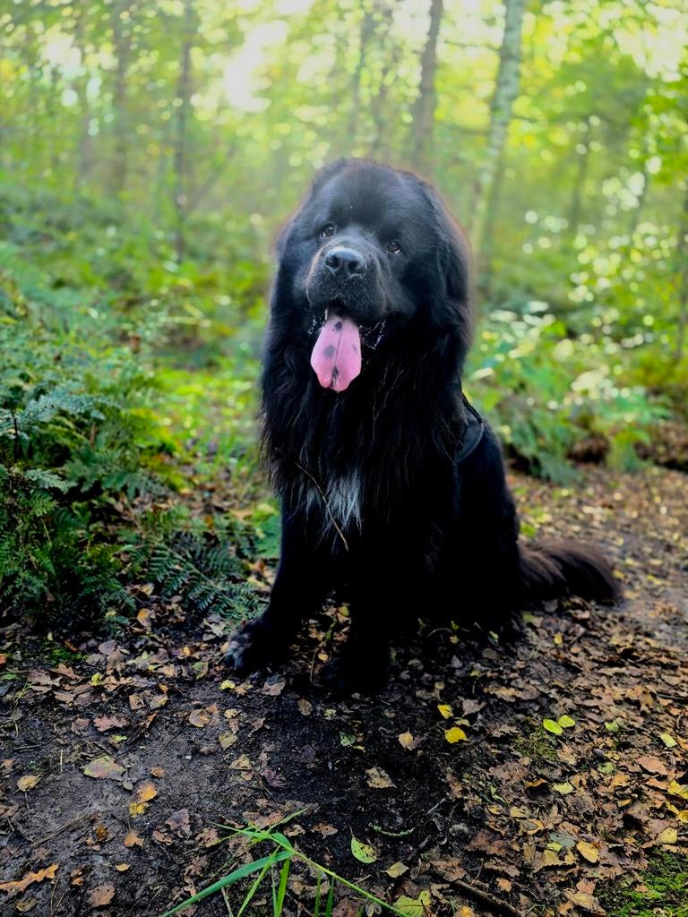 Dekreu Newfoundlander, new foundland ervaren! (NIET TE KOOP), Reu, Eén hond, 3 tot 5 jaar, Nederland