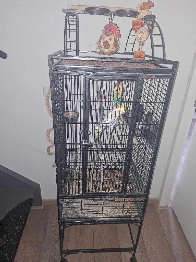 Valkparkiet inclusief kooi en toebehoren, Ophalen, Zo goed als nieuw, Metaal, Vogelkooi