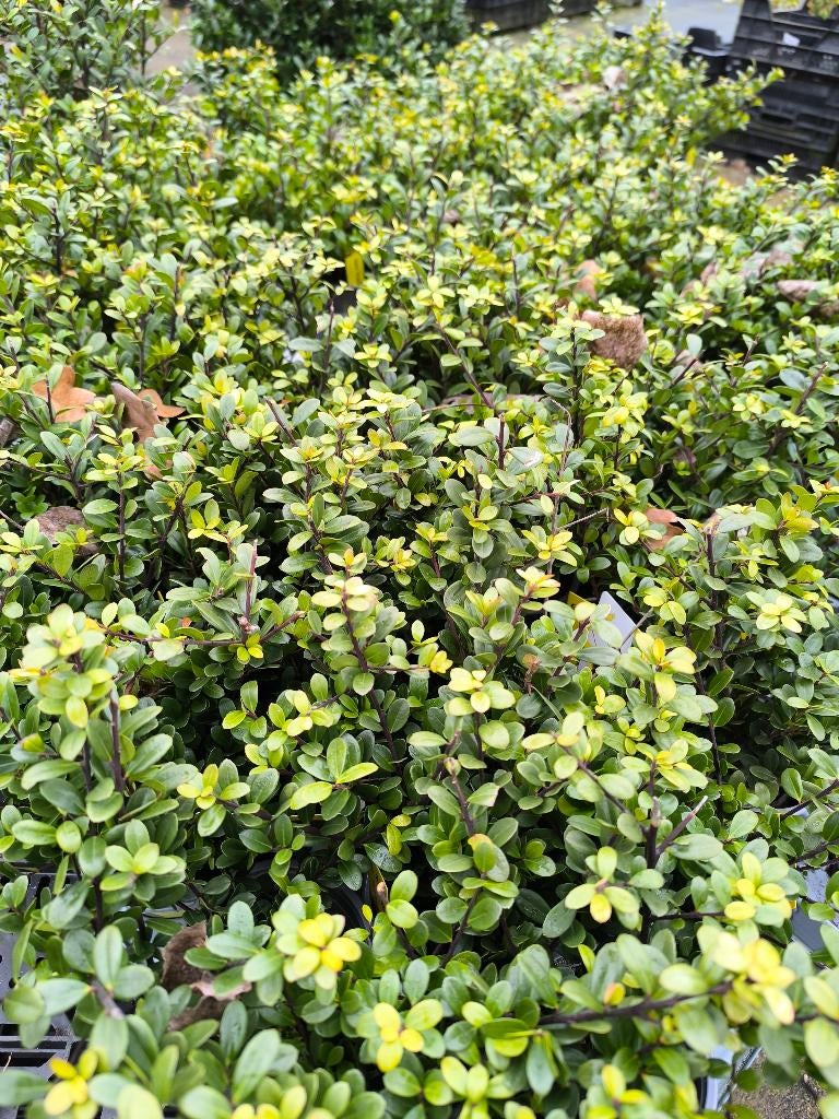 Ilex Dark green | Donkergroene hulst | Haag, Ophalen, Hulst, Haag, Minder dan 100 cm