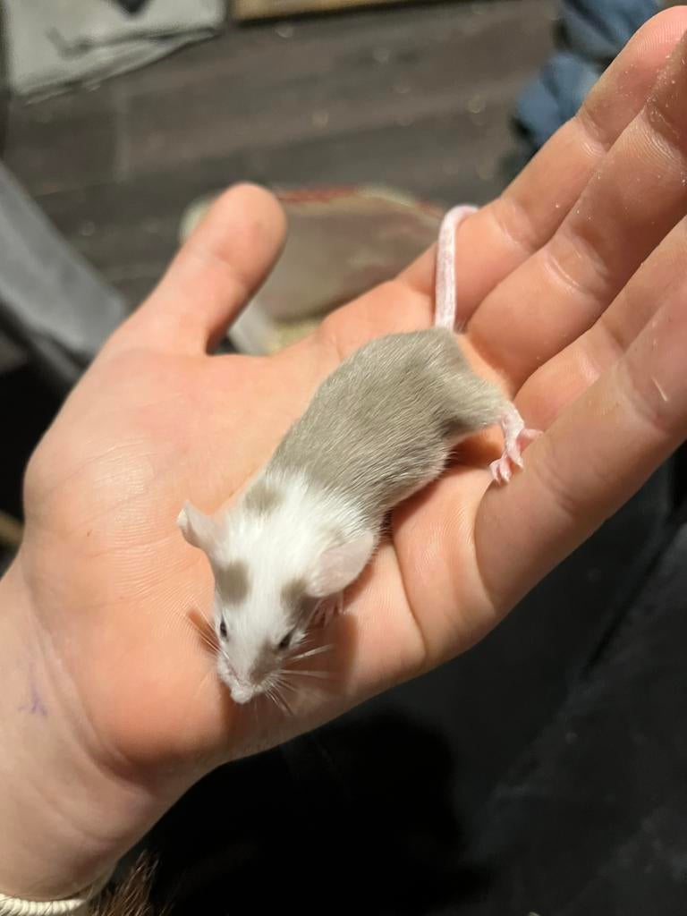 Superlieve handtamme kleurmuisjes, Dieren en Toebehoren, Januari, Meerdere dieren