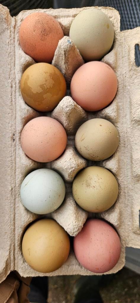 Broedeieren kleurleggers, Dieren en Toebehoren, Pluimvee, Geslacht onbekend, Kip