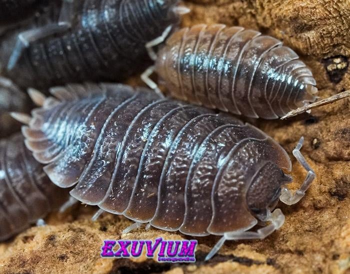 Porcellio dilatatus : grote kweek 200+ isopods OP=OP, Overige soorten