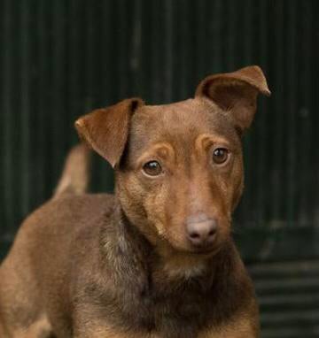 Mooi Jack russel(russell)dekreutje, Parvo, Reu, 1 tot 2 jaar, Eén hond