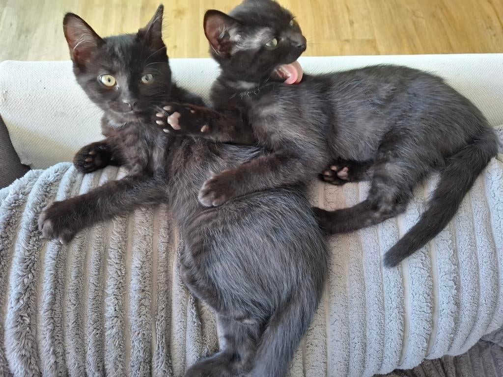 Black sweet 12 weeks twin kittens, Dieren en Toebehoren