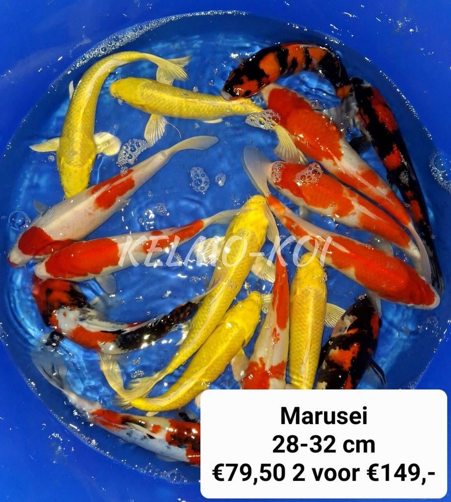 .JAP KOI Vijvervissen,steuren etc., Karper of Koi