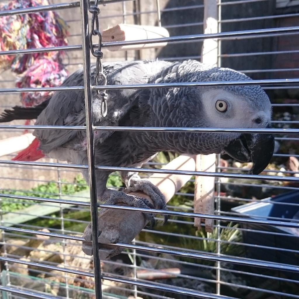 Grijze roodstaart, Dieren en Toebehoren, Vogels | Parkieten en Papegaaien, Geslacht onbekend, Papegaai, Pratend