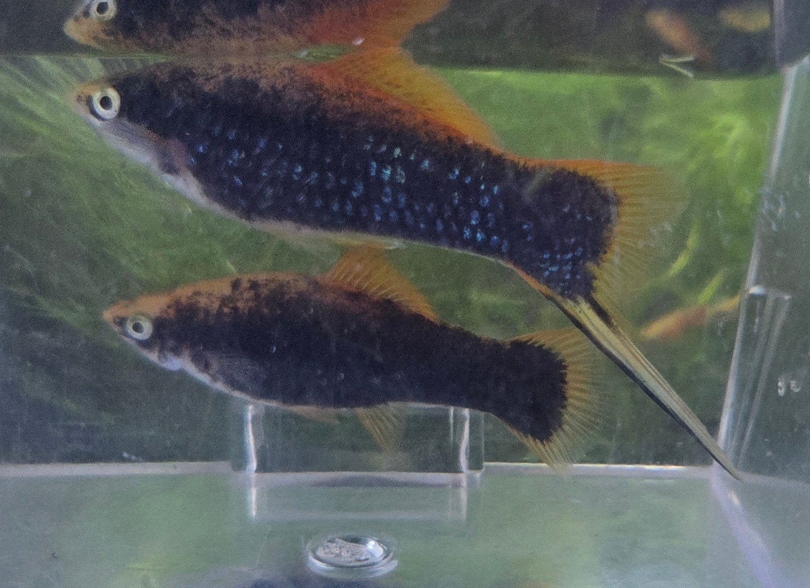 zwaarddragers koppel 1 man 1 vrouw xiphophorus helleri, Dieren en Toebehoren, Vissen | Aquariumvissen, Vis