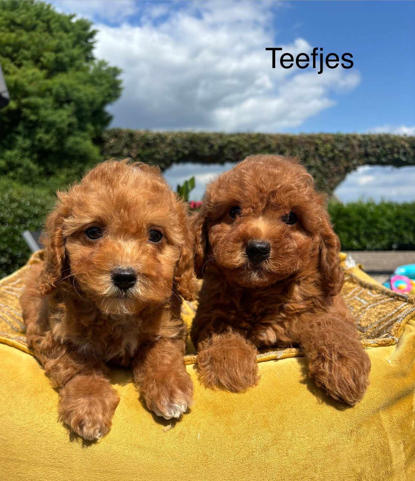Labradoodle mini pups, Dieren en Toebehoren, Honden | Retrievers, Spaniëls en Waterhonden, Nederland, Overige rassen, 8 tot 15 weken