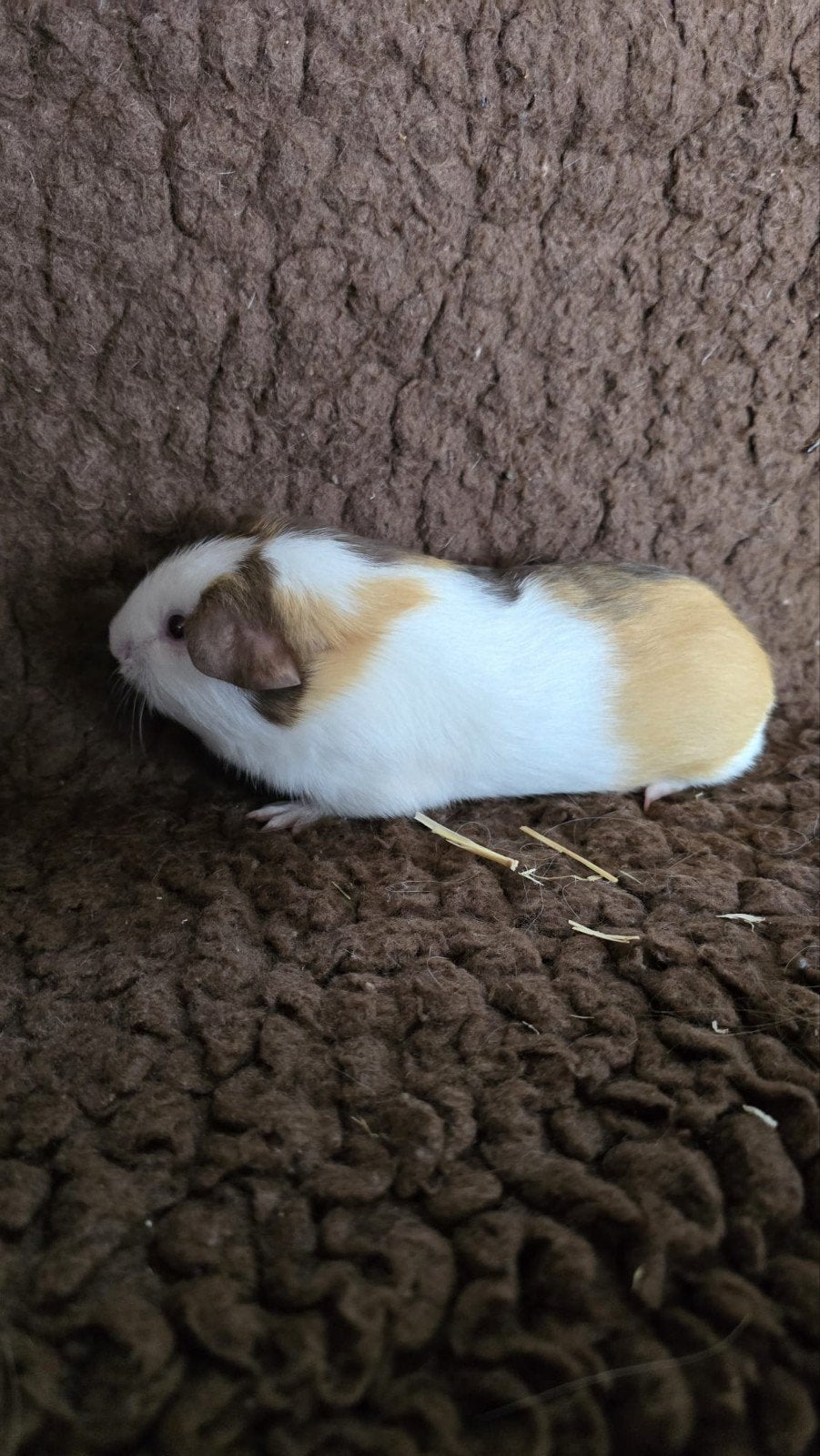 Cavia gladhaar beertje, Dieren en Toebehoren, Knaagdieren, April, Mannelijk, Cavia