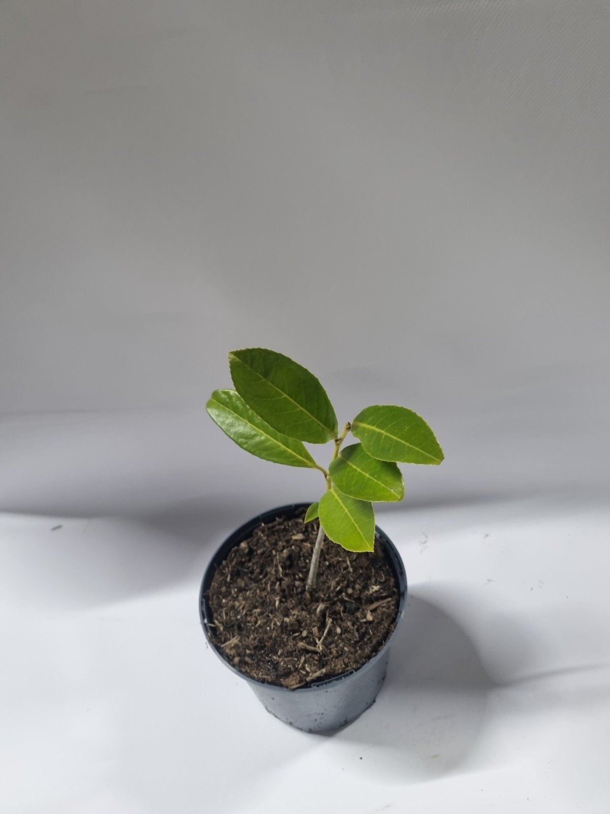 Laurier te koop, Tuin en Terras, Planten | Struiken en Hagen, Ophalen, Laurier, Haag