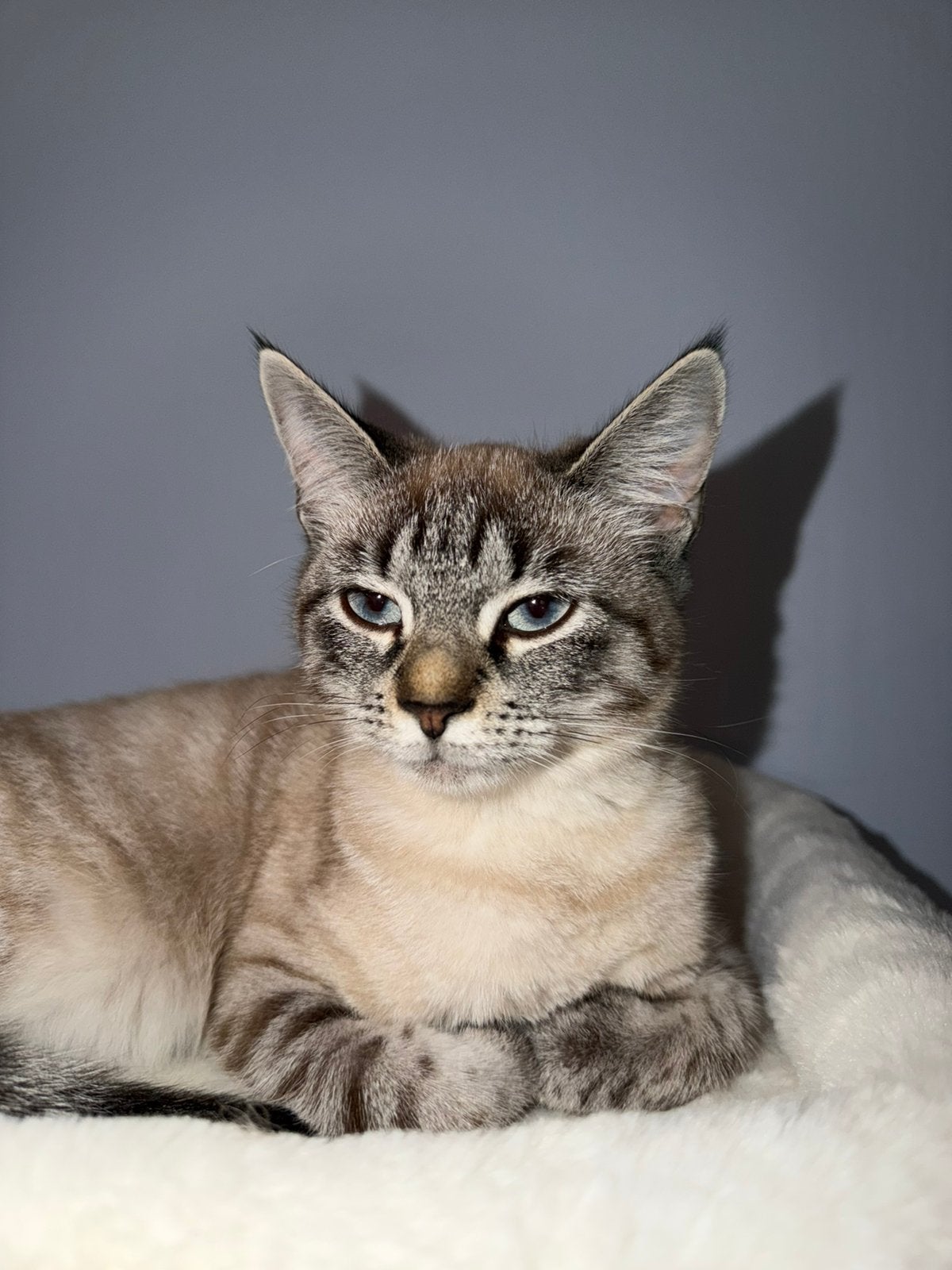 Kitten 6 maanden, 0 tot 2 jaar