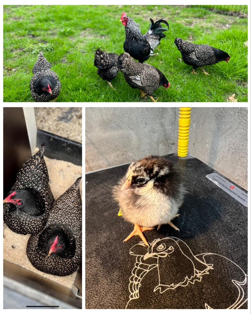 Te koop zilveren Barnevelder kriel kuikens, Dieren en Toebehoren, Geslacht onbekend, Kip