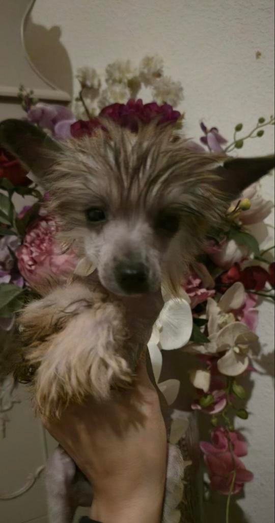 Chinese Naakthond reu klein, Parvo, 8 tot 15 weken, Eén hond, Nederland