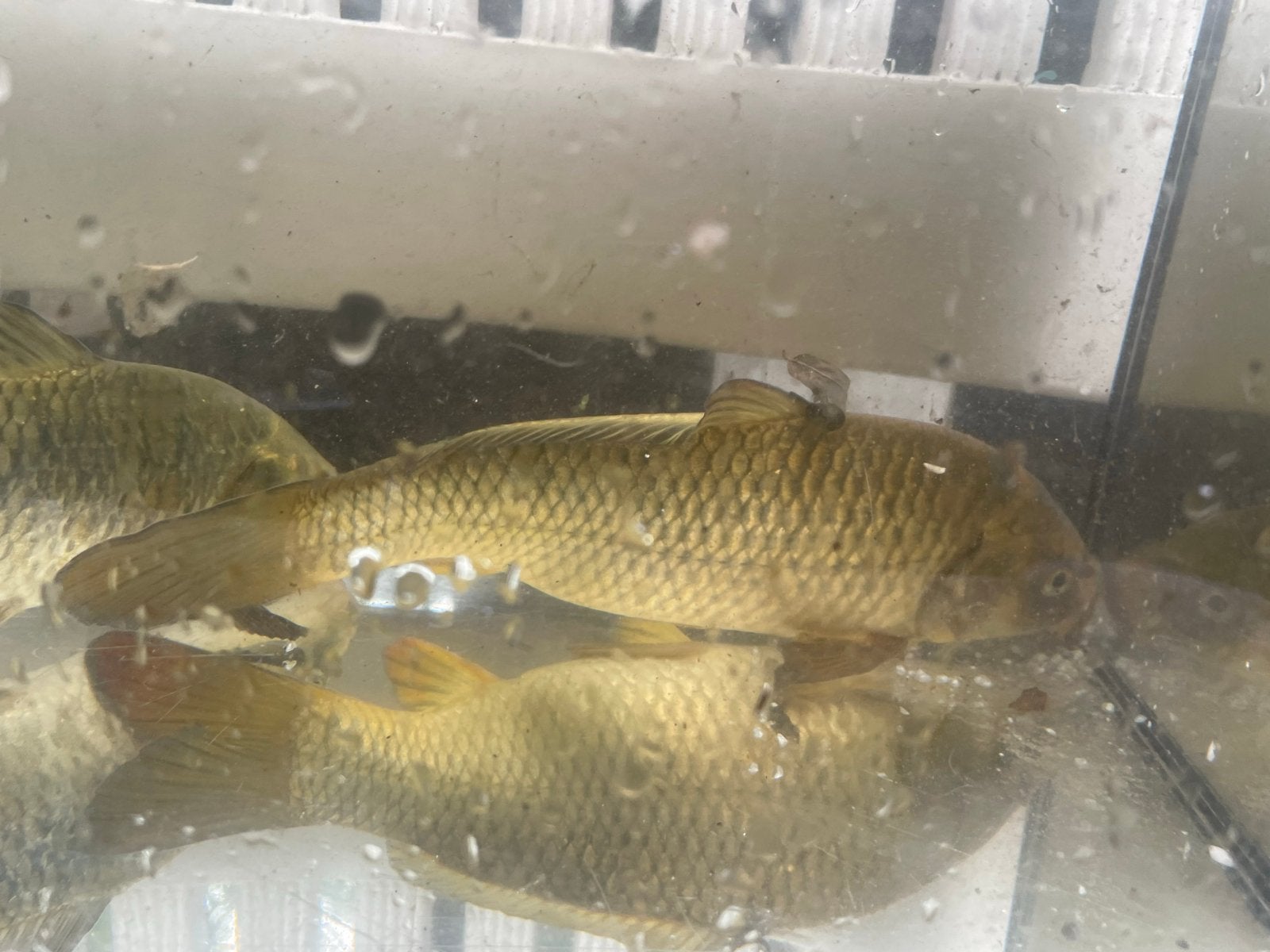 Mooie ghost koi
